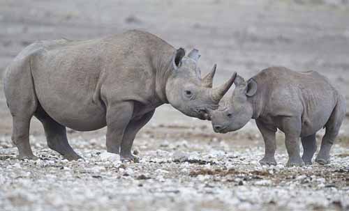 80 rhinos poached in 2015