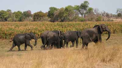 Mahango Game Park elephants