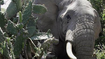 Namibia fails in attempt to legalize ivory trade