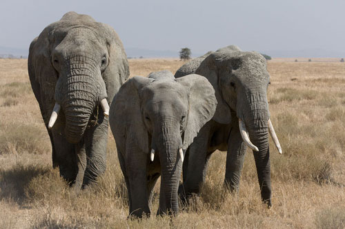 Namibia to Capture Baby Elephants and Ship Them to Dubai